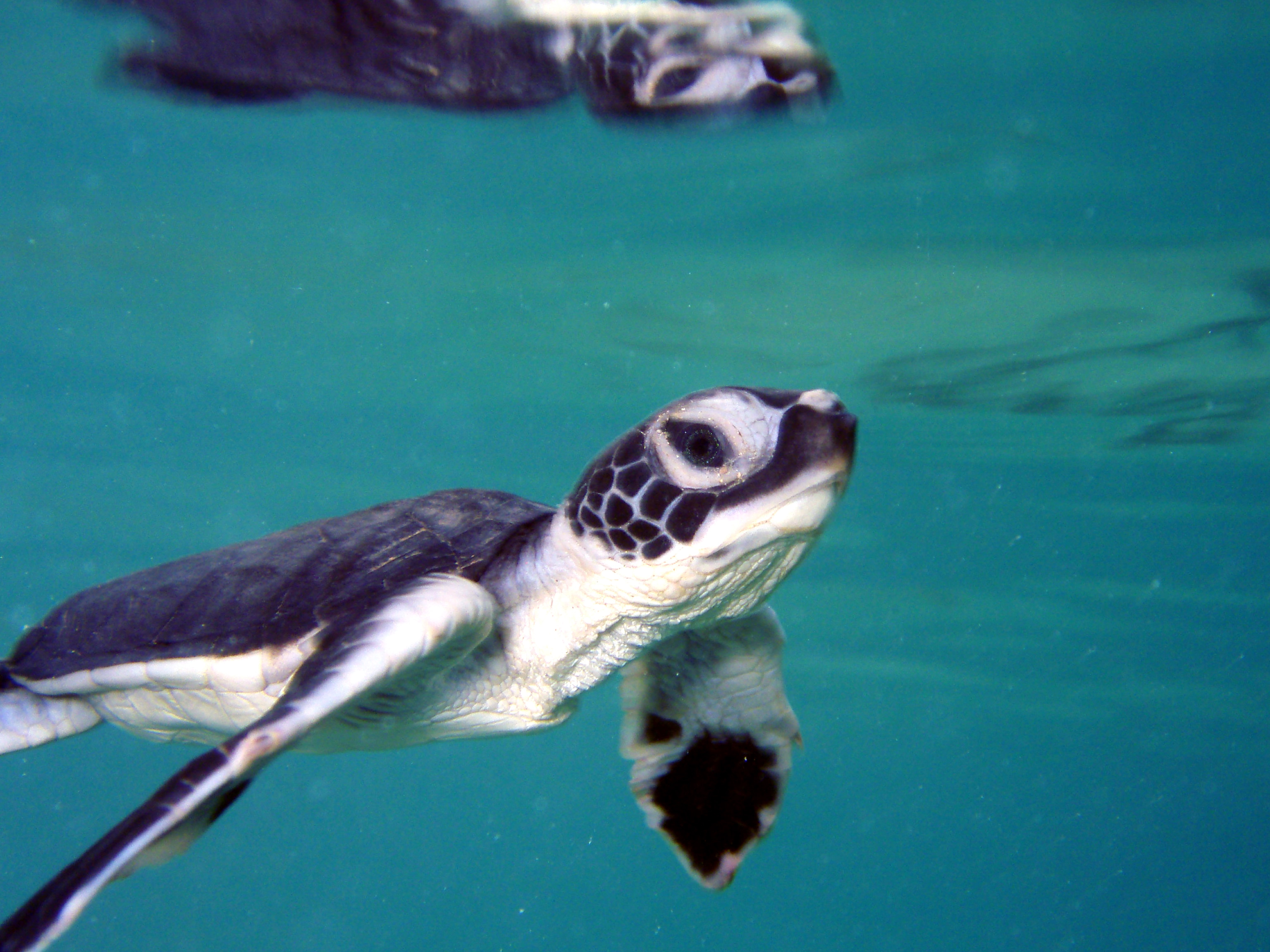 Habitats for endangered green sea turtles will be federally protected in Florida